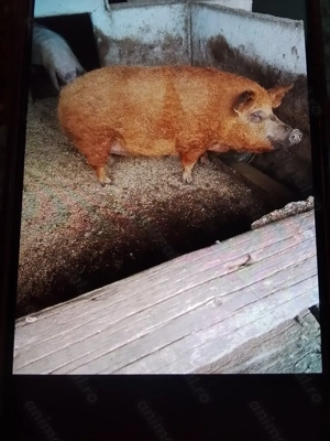 Vând purcea Mangalița! - imagine 2