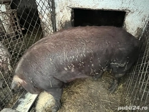 porci duroc 