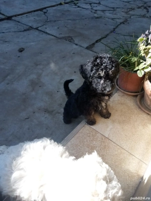 vand caniche rasa pudel  - imagine 2