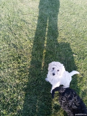 vand caniche rasa pudel 