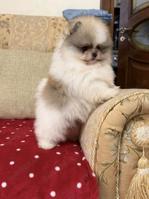pui pomeranian particolor super mini