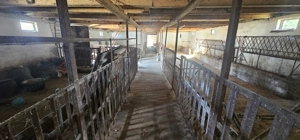 Ferma 6000 mp (cladiri, grajduri, hambar - intravilan) - imagine 9