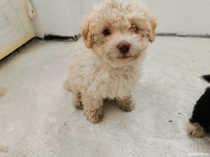 Cățel bichon mascul