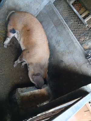 Vând porc pentru sacrificat - imagine 2