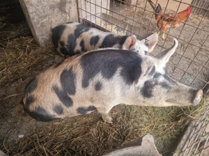 Porc rasa Pietrain - imagine 3