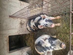 Porc rasa Pietrain - imagine 2