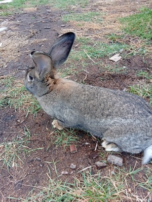 Vând iepuri  - imagine 5