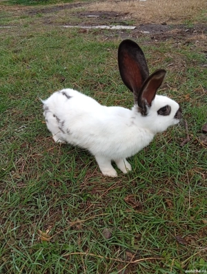 Vând iepuri  - imagine 3