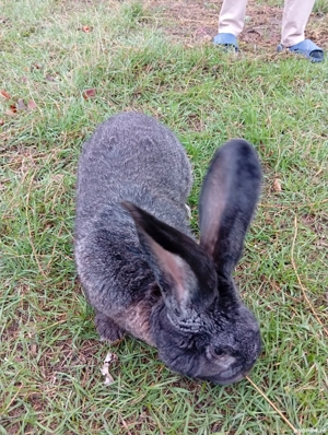 Vând iepuri  - imagine 2