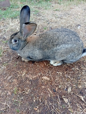 Vând iepuri  - imagine 4