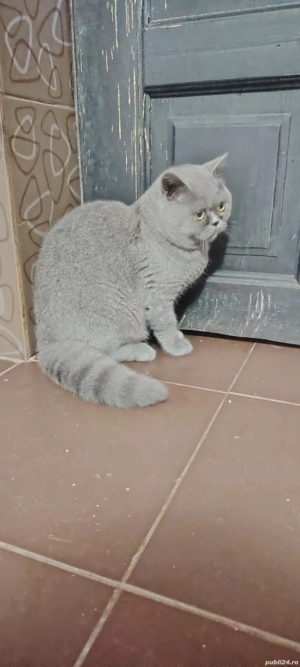 Motan british shorthair  - imagine 2