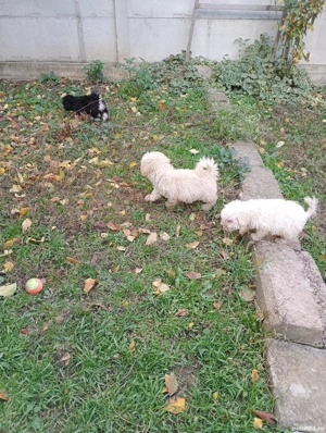 Pudel Pitic - imagine 2