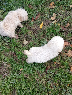 Pudel Pitic - imagine 4