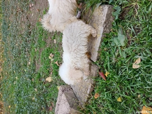 Pudel Pitic - imagine 5