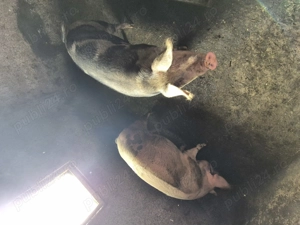 Când porci grași crescuți bio - imagine 3