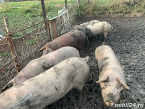 Porci de crăciun  - imagine 3