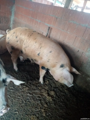 Disponibil pt sacrificat 