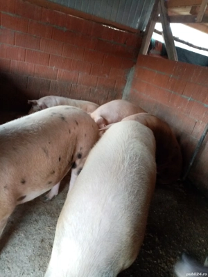 Disponibil pt sacrificat  - imagine 2