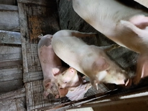 Vând porci pentru sacrificat 