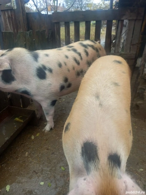 Vand 1 porc!!!       - imagine 3
