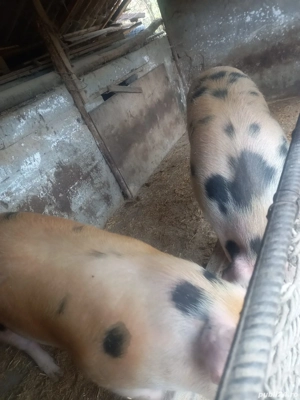 Vand 1 porc!!!       - imagine 2