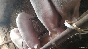 vând porci  - imagine 2