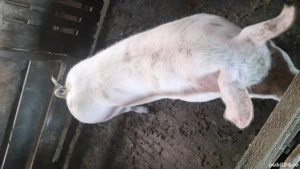 vând porci  - imagine 3