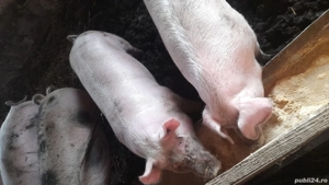 vând porci  - imagine 4