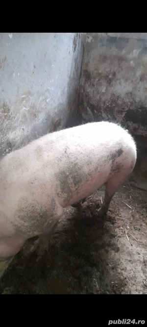 vând porc  . - imagine 3