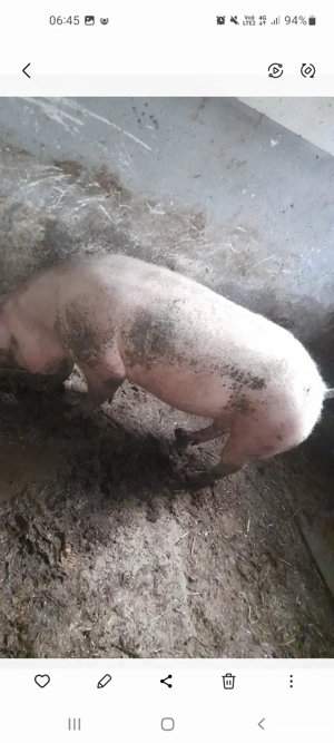 vând porc  . - imagine 2