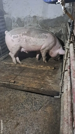 vând porc 140kg 14 ron kg porc crescut acasă  