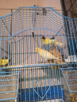 Pereche canari  - imagine 2