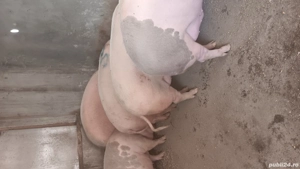 porci de vânzare pentru Crăciun  - imagine 3