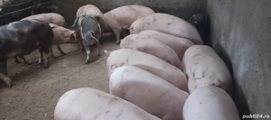 porci de vânzare pentru Crăciun  - imagine 2