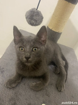 Pisicuță Albastru de Rusia (RUS a), femelă   2 luni