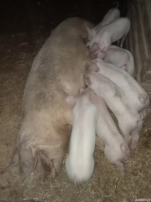 vind purcei landrx x marele alb  - imagine 2