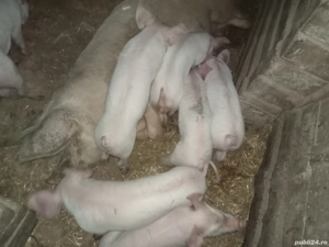 vind purcei landrx x marele alb 