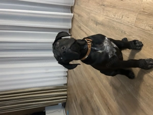 Cane corso 3 luni