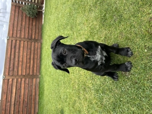 Cane corso 3 luni - imagine 4