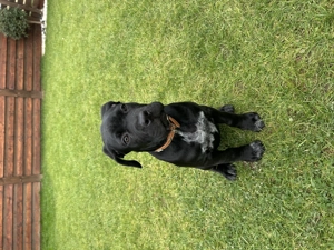 Cane corso 3 luni - imagine 5