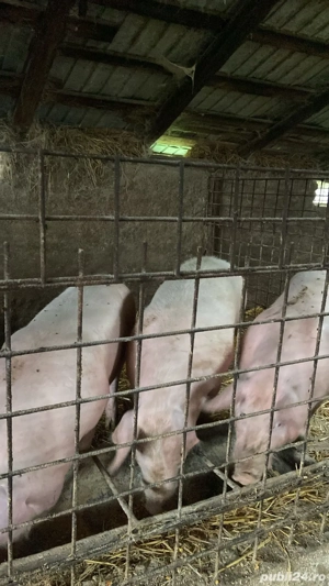 Porci de vanzare 