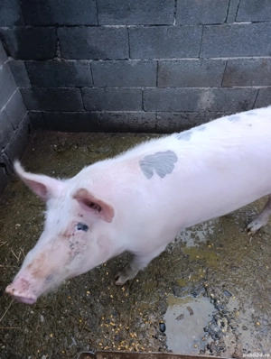 Porci de vanzare! - imagine 2