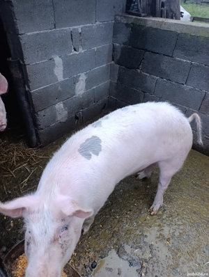 Porci de vanzare!