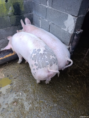 Porci de vanzare! - imagine 3