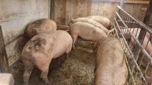 Vând porci cu greutăți între 100- 120 kg  - imagine 3