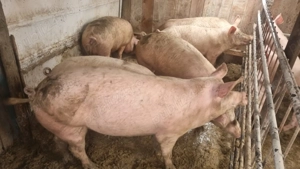 Vând porci cu greutăți între 100- 120 kg  - imagine 4