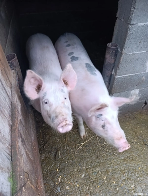 Porci de vanzare! - imagine 4