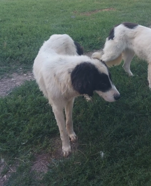 Donez Ciobanesc de Bucovina