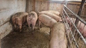 Vând porci cu greutăți între 100- 140 și 200- 220 kg