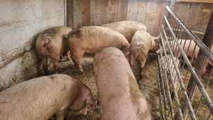 Vând porci cu greutăți între 100- 120 kg  - imagine 2